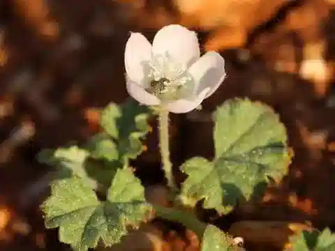 نبات Malvella sherardiana في بيئته الطبيعية