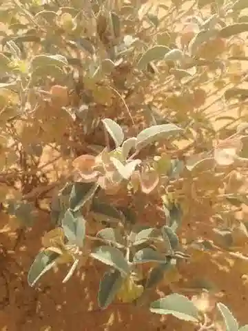 نبات Melhania denhamii في بيئته الطبيعية