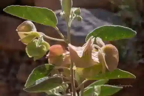 نبات Melhania phillipsiae في بيئته الطبيعية