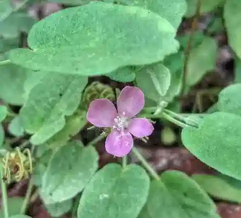 نبات Pavonia arabica في بيئته الطبيعية