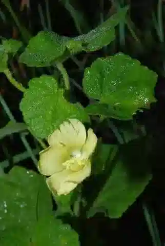 نبات Pavonia burchellii في بيئته الطبيعية