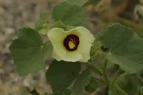 نبات Pavonia senegalensis في بيئته الطبيعية