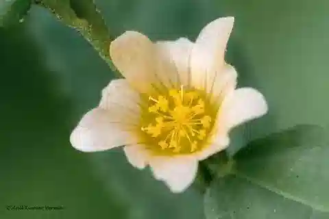 نبات Sida acuta في بيئته الطبيعية
