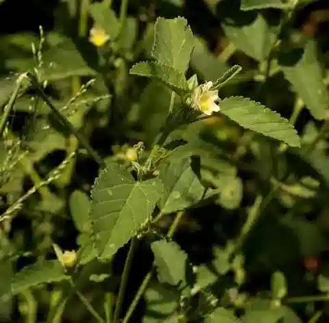 نبات Sida alba في بيئته الطبيعية