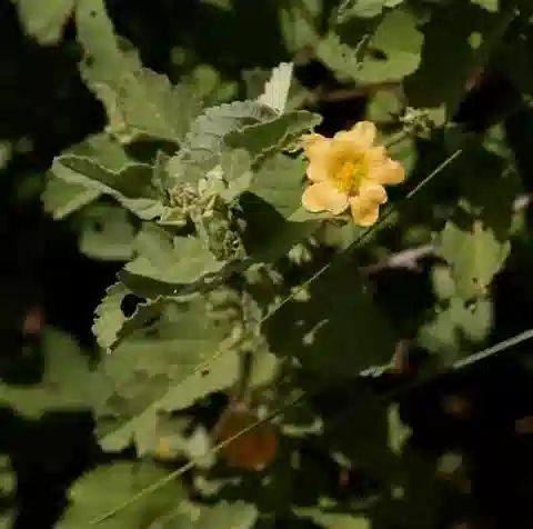 نبات Sida ovata في بيئته الطبيعية
