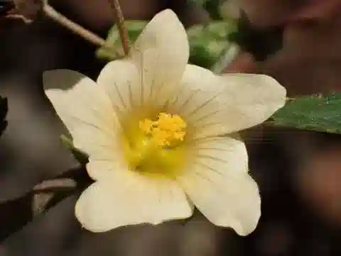 نبات Sida rhombifolia في بيئته الطبيعية