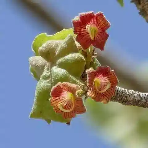 نبات Sterculia africana في بيئته الطبيعية