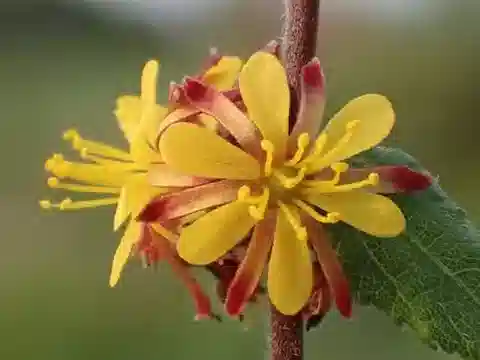 نبات Triumfetta flavescens في بيئته الطبيعية