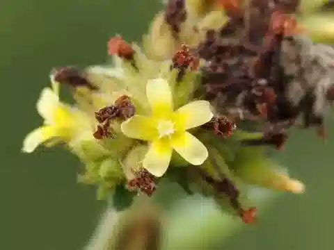 نبات Waltheria indica في بيئته الطبيعية