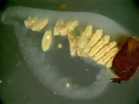 نبات المارسيلية المصرية في بيئته الطبيعية