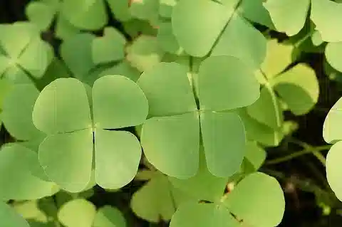 نبات المارسيلية الدقيقة في بيئته الطبيعية