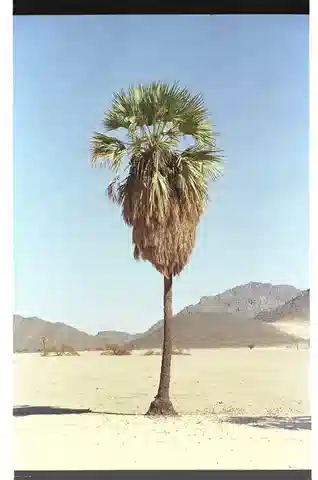 نبات نخيل الأرجون في بيئته الطبيعية