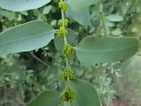 نبات السيباثا المتدلية في بيئته الطبيعية