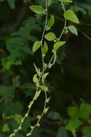 نبات الكوكولس الأشعر في بيئته الطبيعية