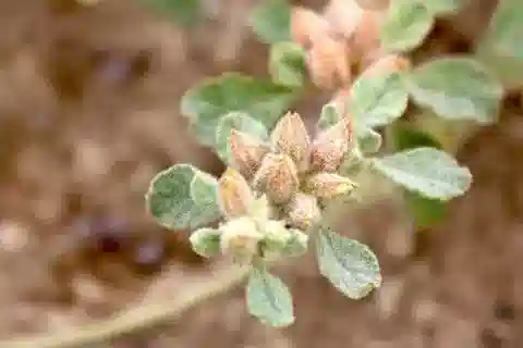 نبات الجلينوس lotoides في بيئته الطبيعية