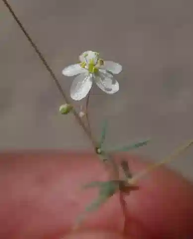 نبات الهايبرتيلس cerviana في بيئته الطبيعية
