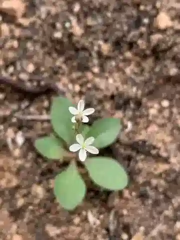 نبات الباراموليجو nudicaulis في بيئته الطبيعية