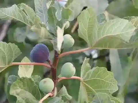 نبات التين carica subsp. rupestris في بيئته الطبيعية