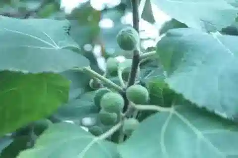 نبات التين palmata في بيئته الطبيعية