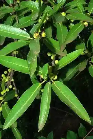 نبات التين salicifolia في بيئته الطبيعية
