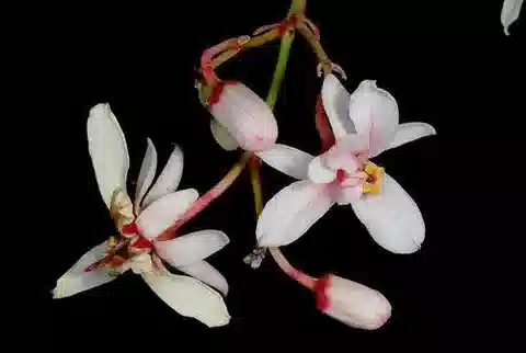 نبات المورينجا peregrina في بيئته الطبيعية