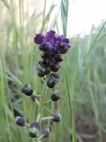 نبات الموسكاري أبيض الأزهار في بيئته الطبيعية