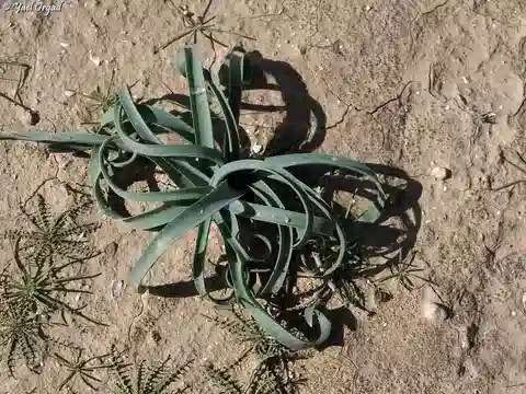 نبات الموسكاري طويل الساق النقبي في بيئته الطبيعية