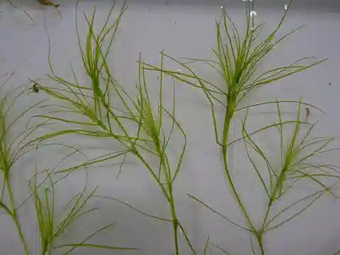 نبات النجاد العشبي في بيئته الطبيعية