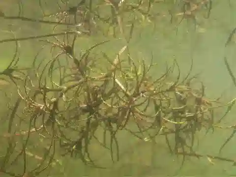 نبات النجاد الصغير في بيئته الطبيعية