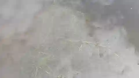 نبات النجاد المشطي في بيئته الطبيعية
