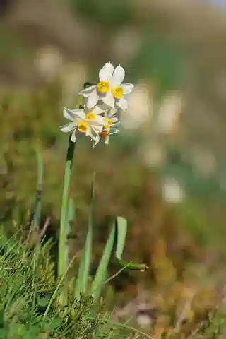 نبات النرجس العنقودي النموذجي في بيئته الطبيعية