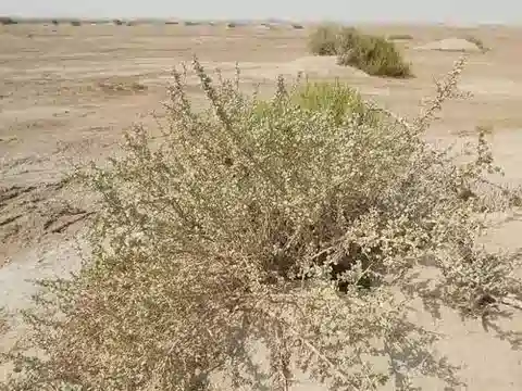 نبات النترارية retusa في بيئته الطبيعية