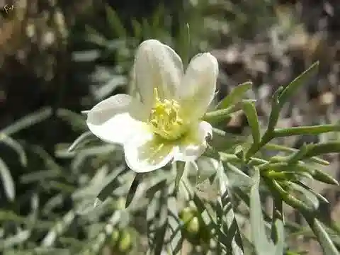 نبات الحرمل harmala var. harmala في بيئته الطبيعية