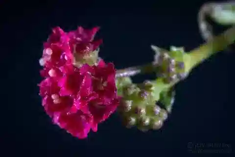 نبات البويرهافيا coccinea في بيئته الطبيعية