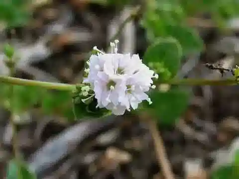 نبات البويرهافيا diandra في بيئته الطبيعية