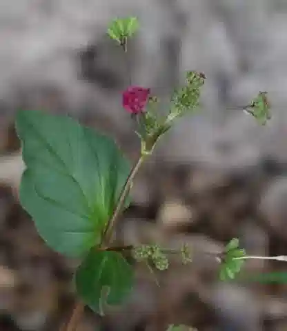 نبات البويرهافيا diffusa في بيئته الطبيعية