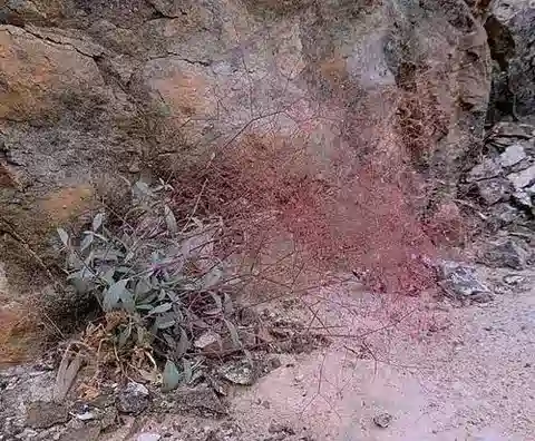 نبات البويرهافيا elegans في بيئته الطبيعية