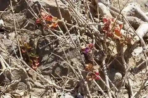 نبات الكوميكاربوس boissieri في بيئته الطبيعية