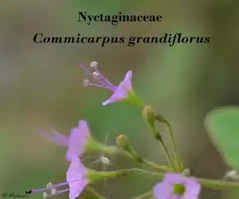 نبات الكوميكاربوس grandiflorus في بيئته الطبيعية