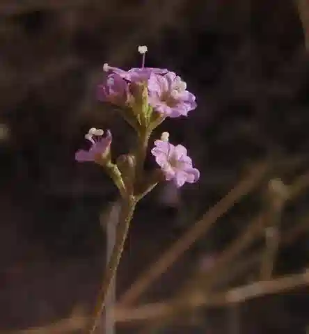 نبات الكوميكاربوس helenae في بيئته الطبيعية