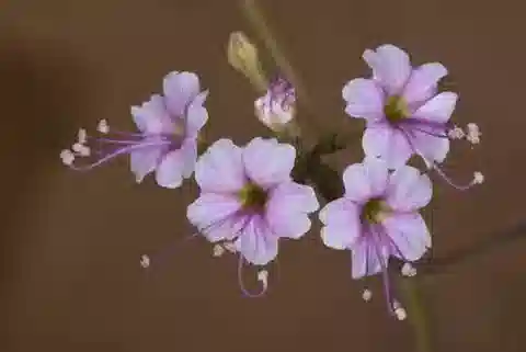 نبات الكوميكاربوس sinuatus في بيئته الطبيعية