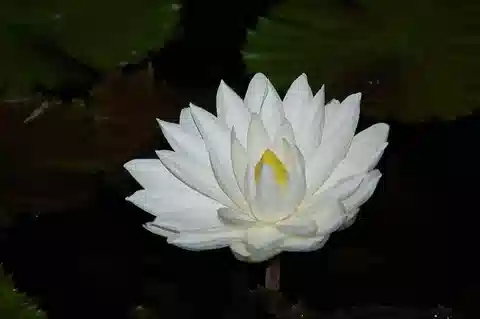 نبات النيلوفر الأبيض المصري في بيئته الطبيعية