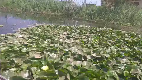 نبات النيلوفر النيلي في بيئته الطبيعية