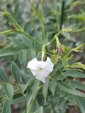 نبات الياسمين grandiflorum subsp. floribundum في بيئته الطبيعية