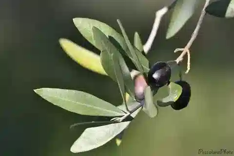 نبات الزيتون europaea subsp. europaea في بيئته الطبيعية