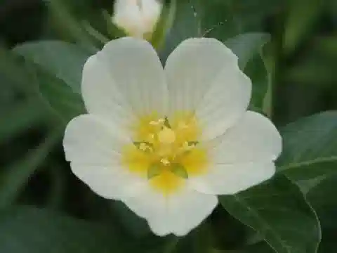 نبات Ludwigia adscendens subsp. diffusa في بيئته الطبيعية