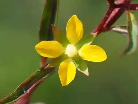 نبات Ludwigia erecta في بيئته الطبيعية