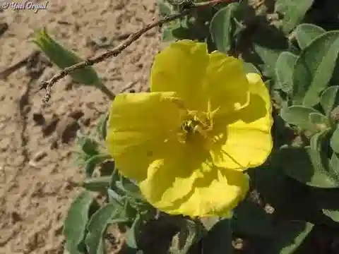 نبات النخامية drummondii subsp. drummondii في بيئته الطبيعية