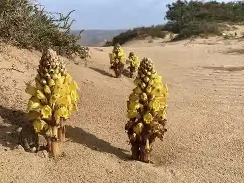 نبات الزهرة الصحراوية phelypaea في بيئته الطبيعية