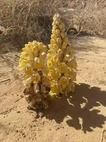 نبات الزهرة الصحراوية tubulosa في بيئته الطبيعية